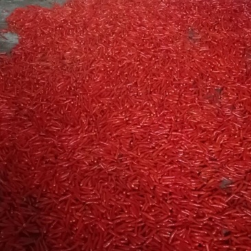 贵州小米椒