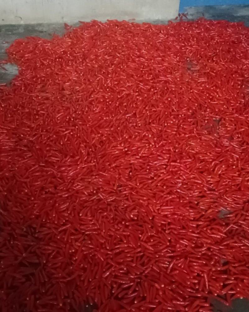 贵州小米椒