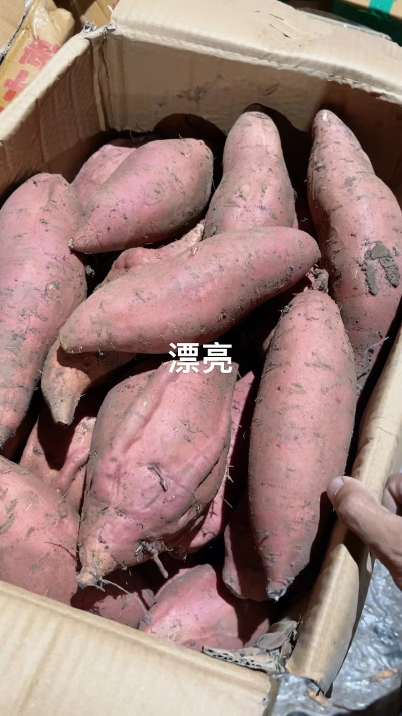 烤薯店专用，烟薯25，六两到一斤半规格软糯香甜