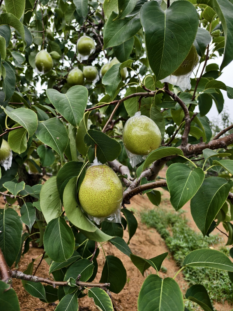 河北雪花梨大量有货供应商超批发市场