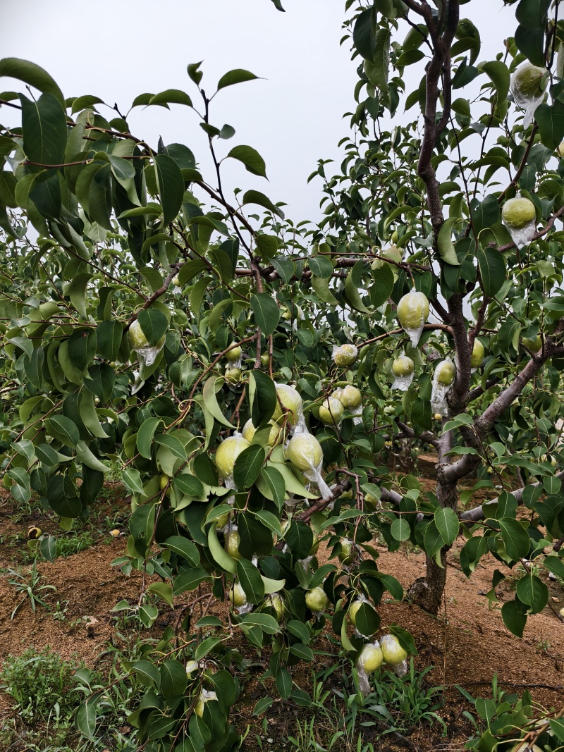 河北雪花梨大量有货供应商超批发市场