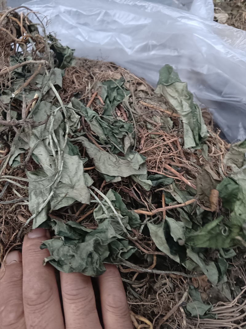 细莘，贵州本地，干货水洗晒干，欢迎订购