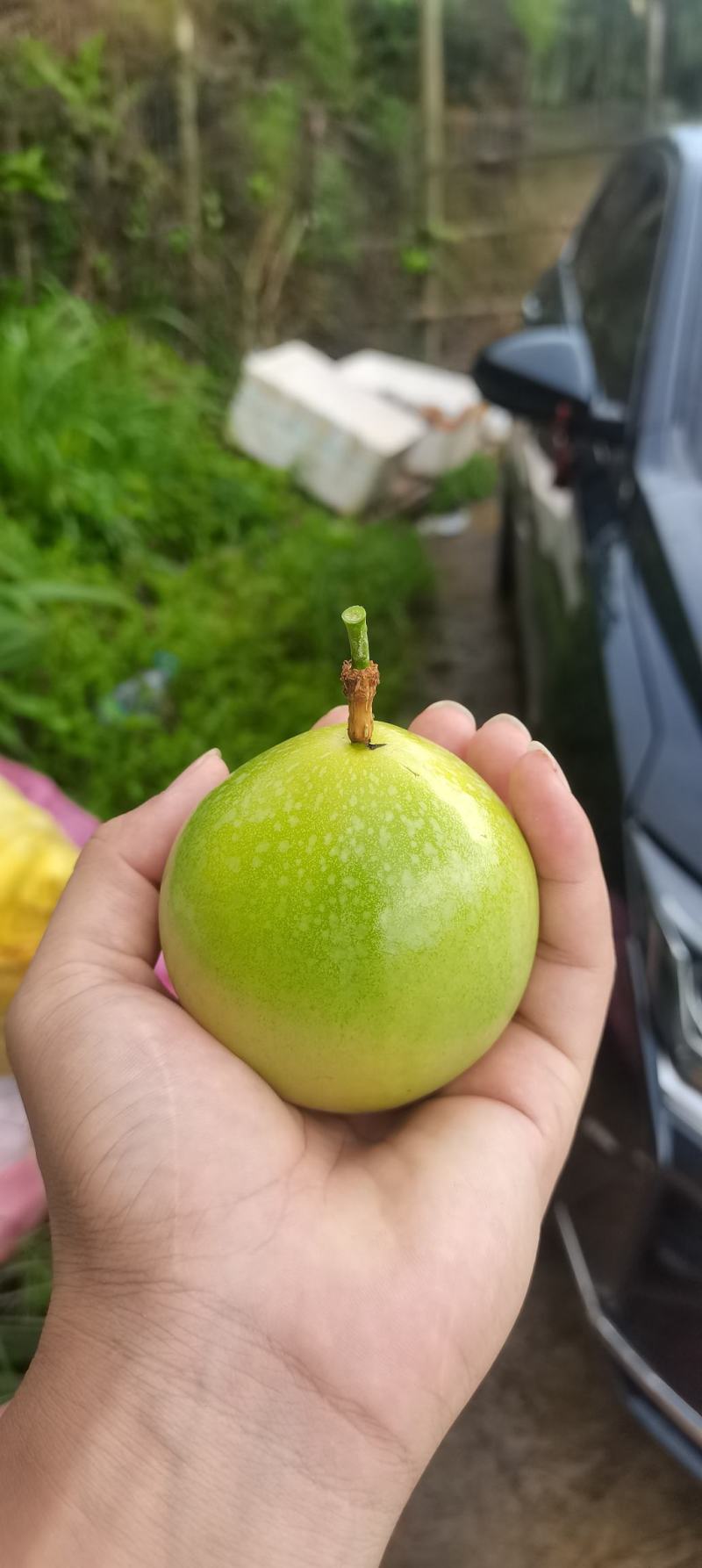 钦密九号黄金百香果