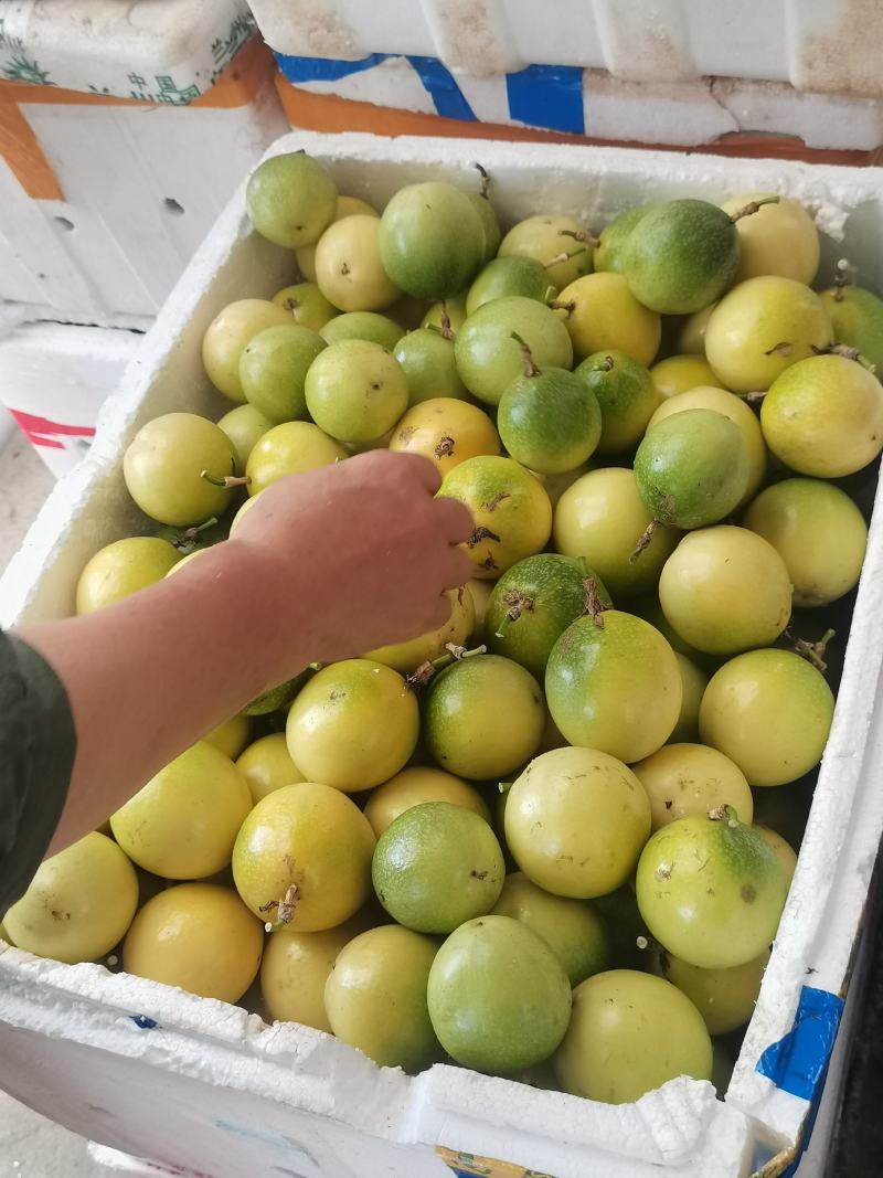 钦密九号黄金百香果