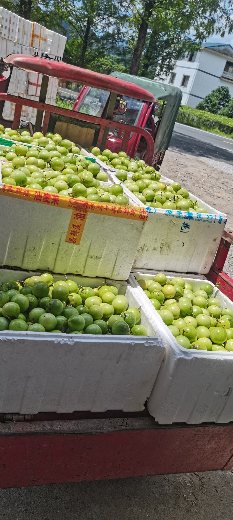 钦密九号黄金百香果
