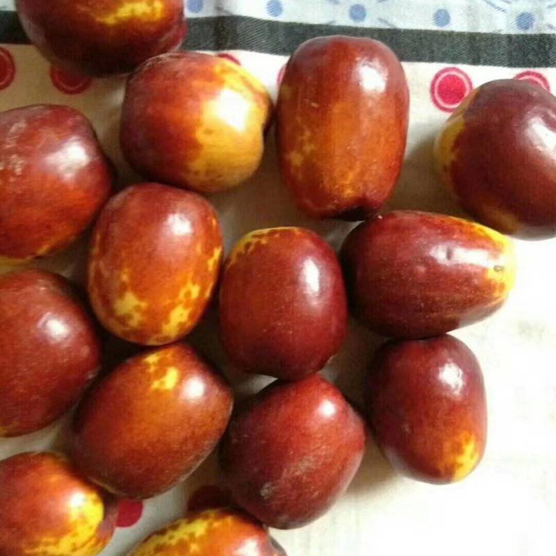 正宗稷山鲜枣