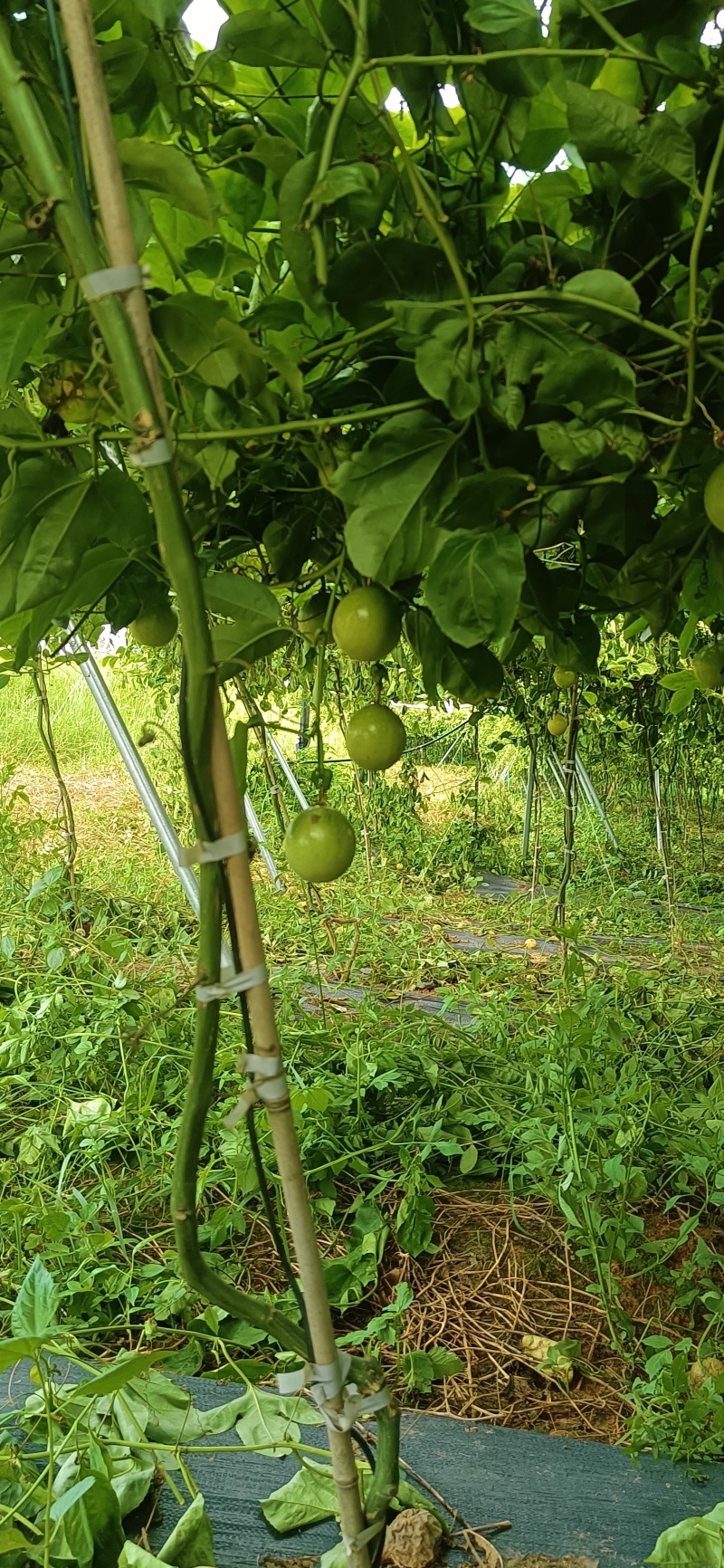广西钦蜜9号黄金百香果