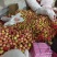 突尼斯石榴榨汁果、饮料果,专为食品加工厂供应榨汁鲜果原料