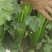新疆喀什地区伽师县芹菜大量上市