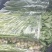 新疆喀什地区伽师县芹菜大量上市