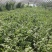 新疆喀什地区伽师县芹菜大量上市