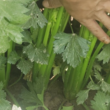 新疆喀什地区伽师县芹菜大量上市