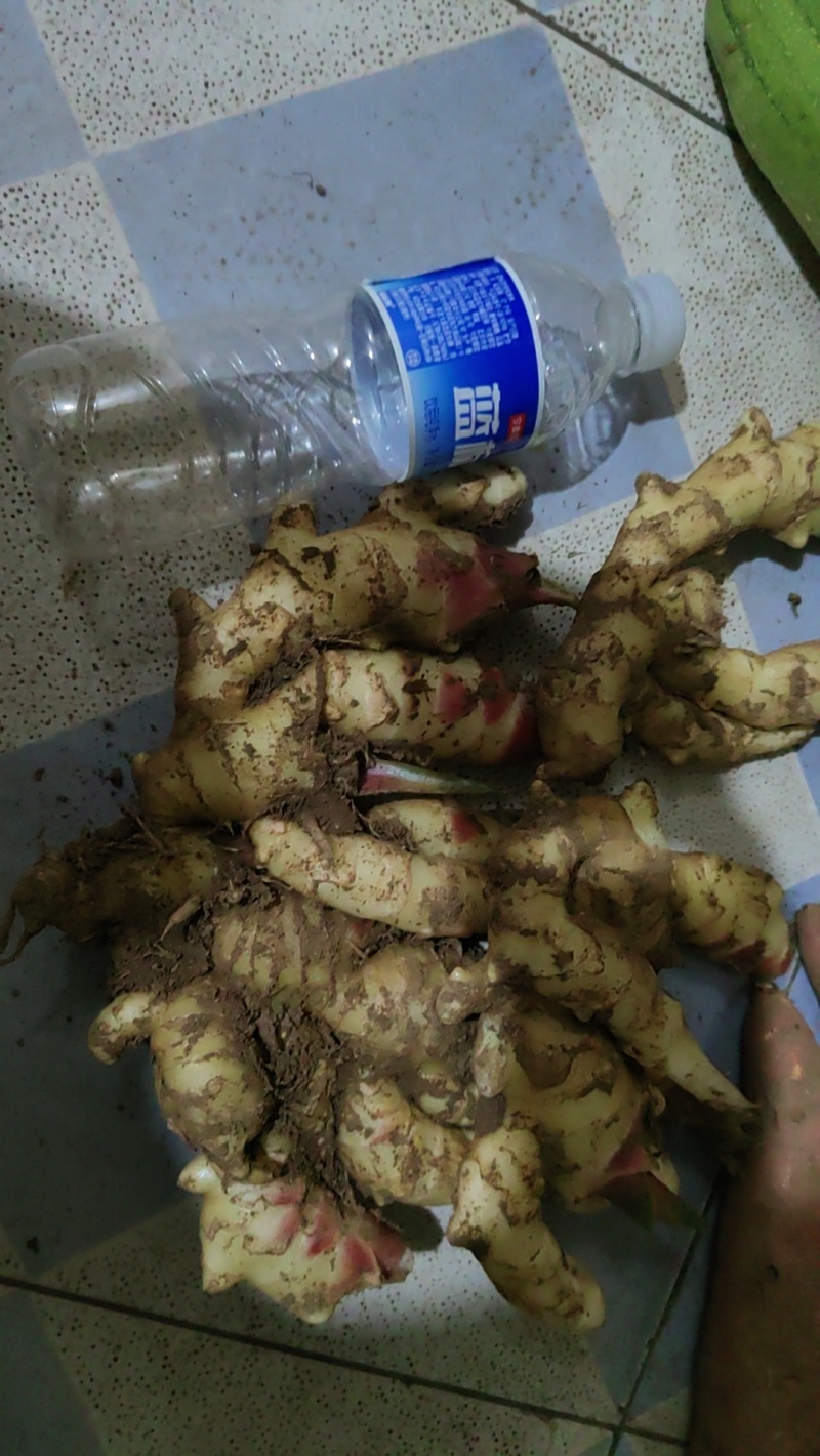 生姜，红芽姜大量出售
