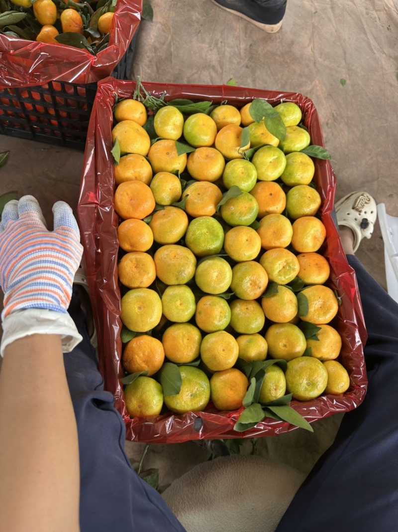 云南高原蜜橘