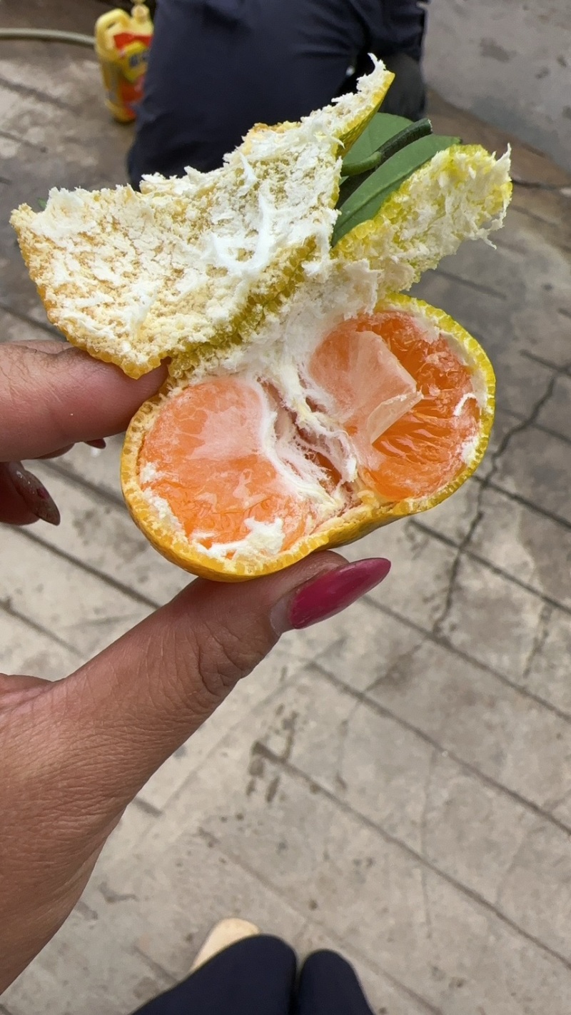 云南高原蜜橘