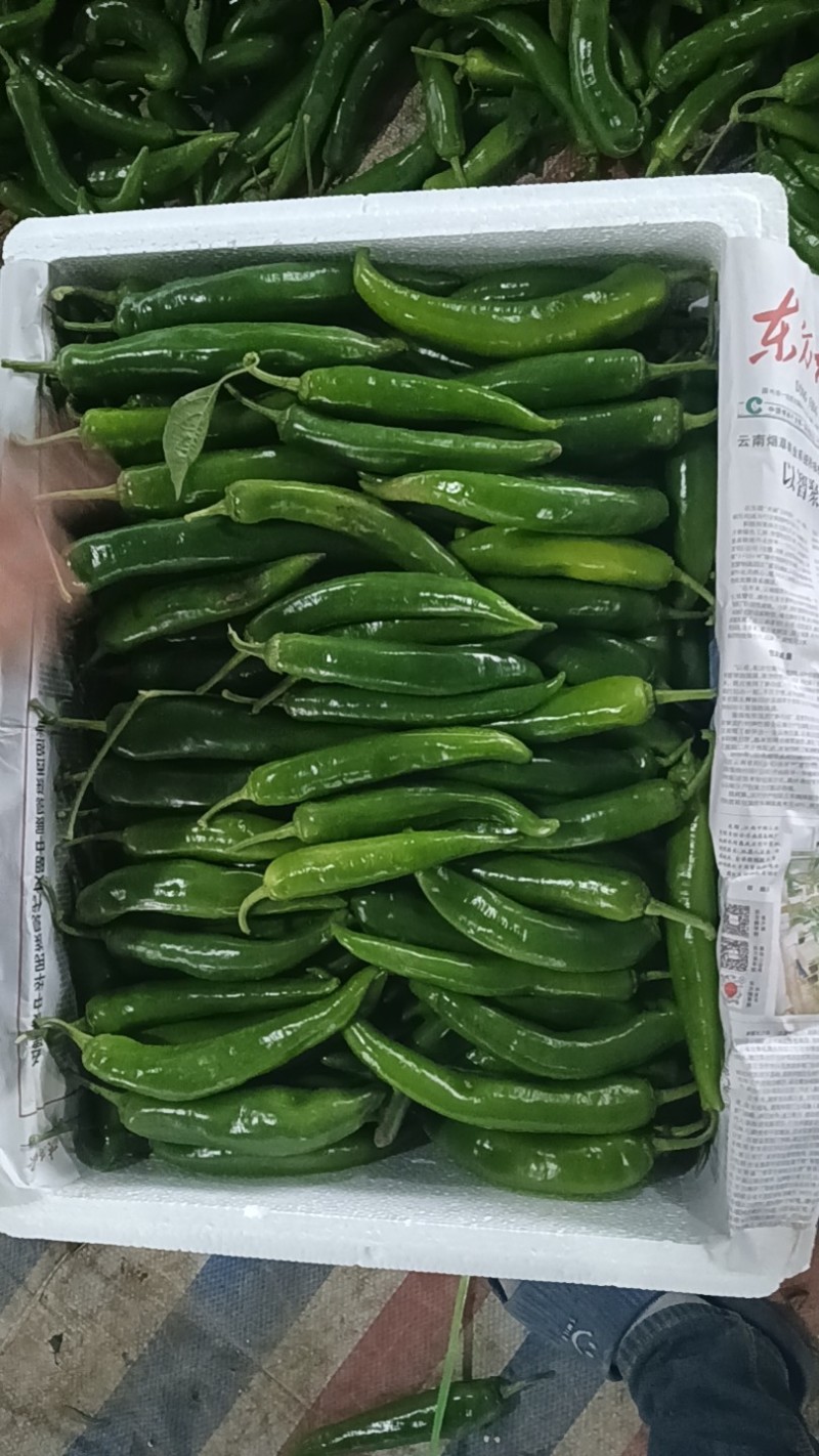 鲜辣椒