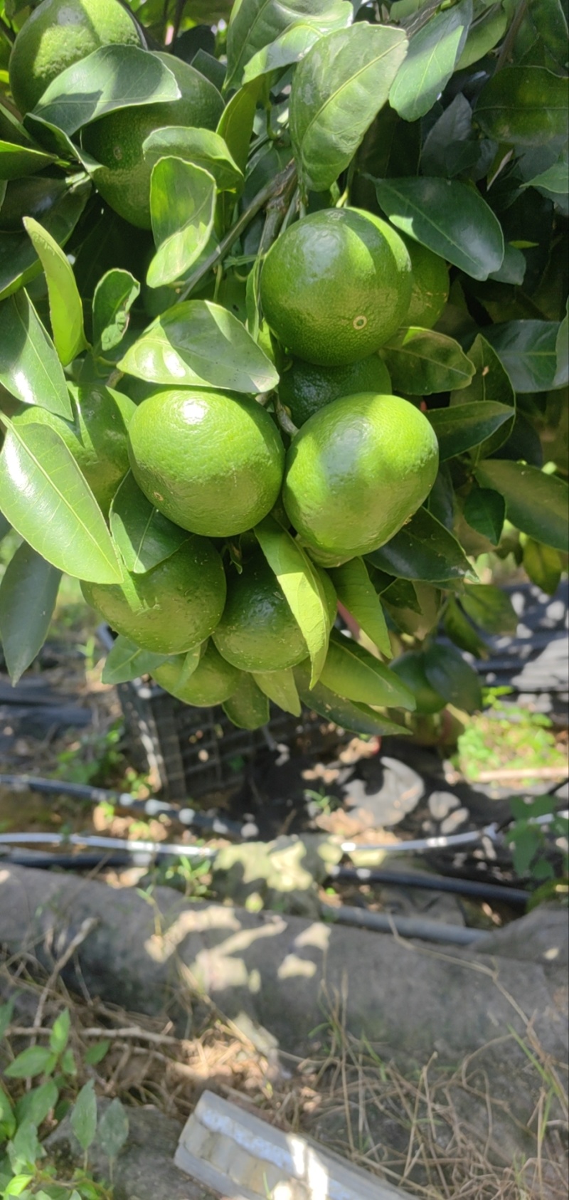 浙江蜜橘特早熟，九月一号上市量大优惠