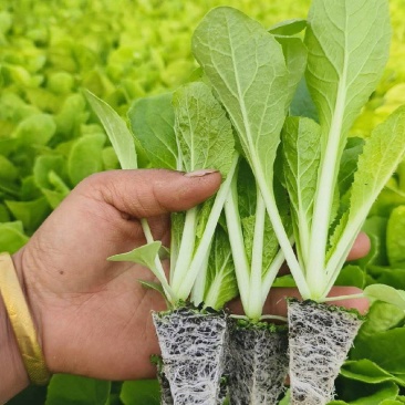 德高117白菜苗抗大根菜型好防烧心抗病性强现挖现
