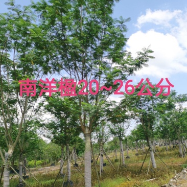 南洋楹20~26公分