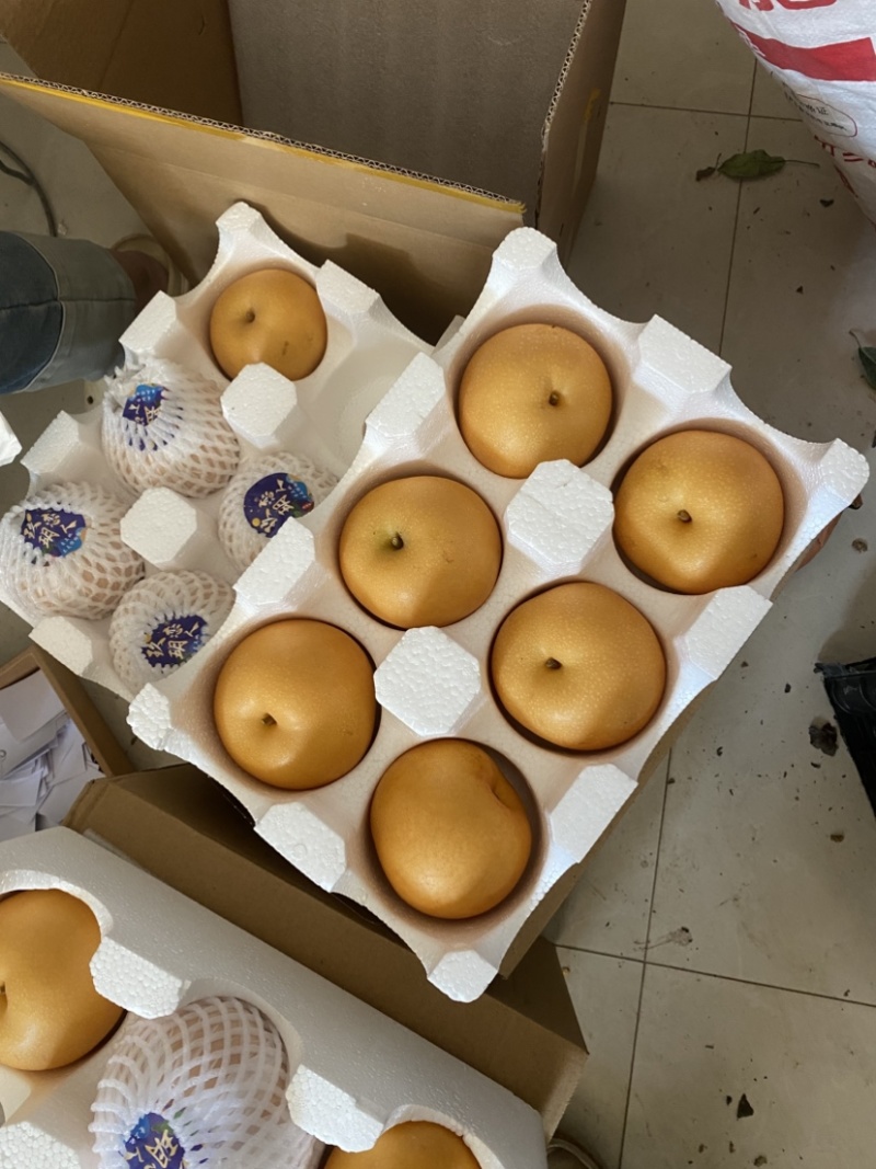 山东秋月梨