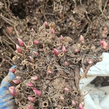 线蒲棒白芍芽子