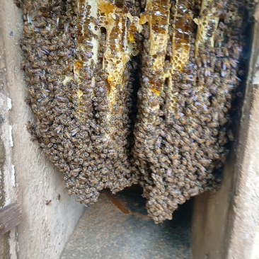 深山土养百花蜜