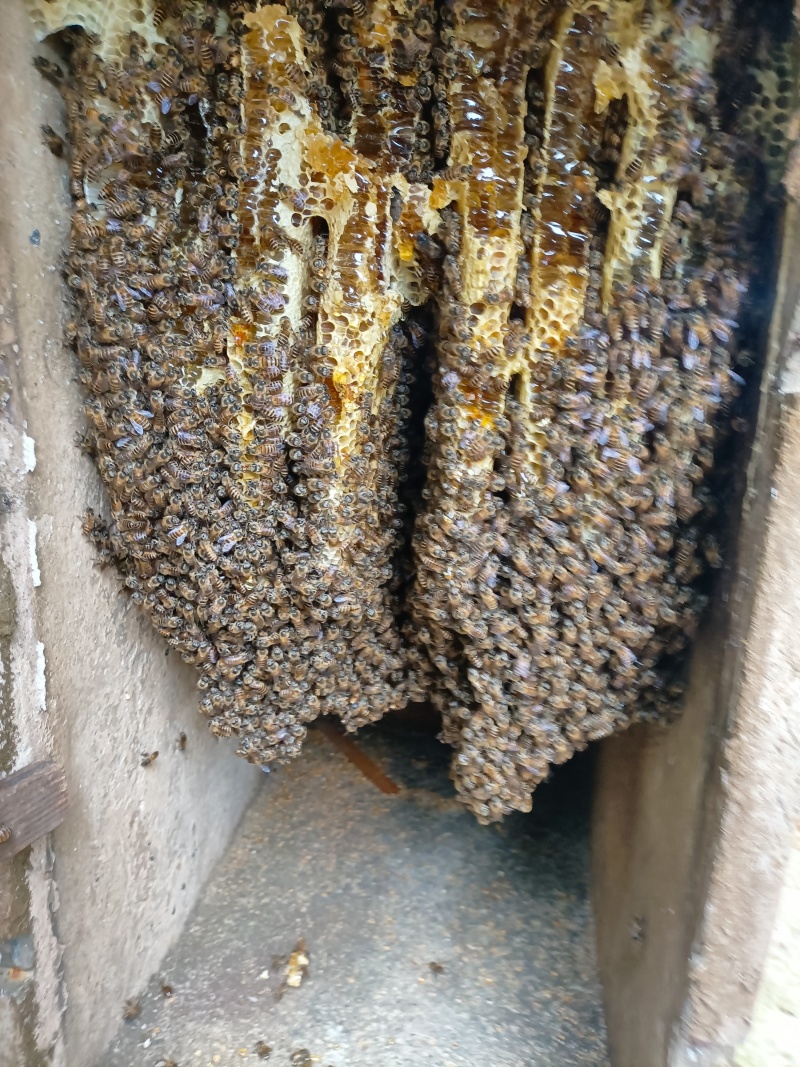 深山土养百花蜜