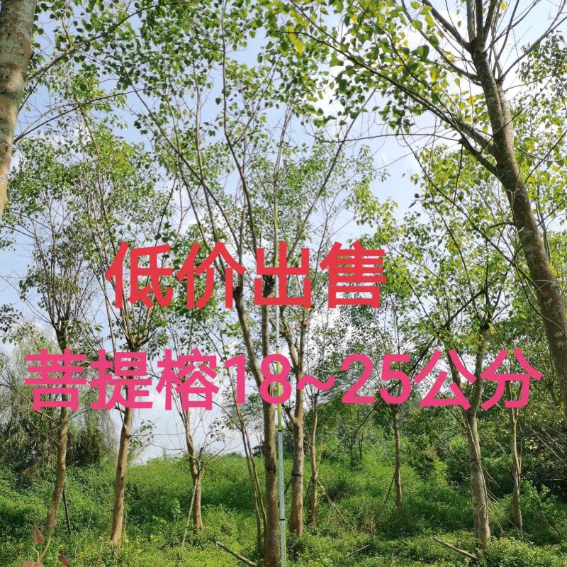 低价出售：菩提榕18~25公分