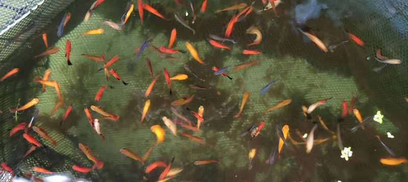 孔雀鱼黑尾猫金牡丹观背青鳉