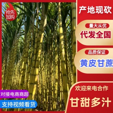 【实力推荐】黄金甘蔗黄皮甘蔗现砍现发云南产地直发可视频