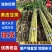 【实力推荐】黄金甘蔗黄皮甘蔗现砍现发云南产地直发可视频