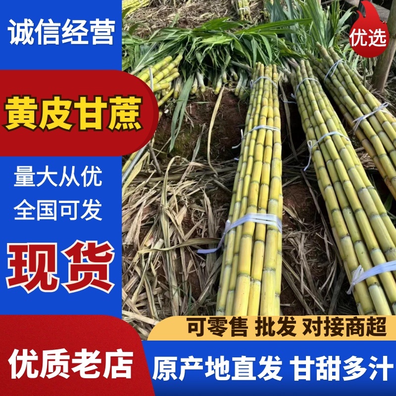 【实力推荐】黄金甘蔗黄皮甘蔗现砍现发云南产地直发可视频