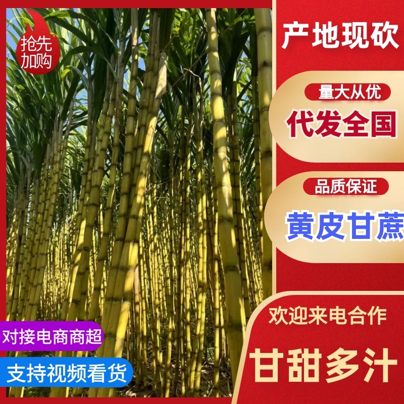 【实力推荐】黄金甘蔗黄皮甘蔗现砍现发云南产地直发可视频