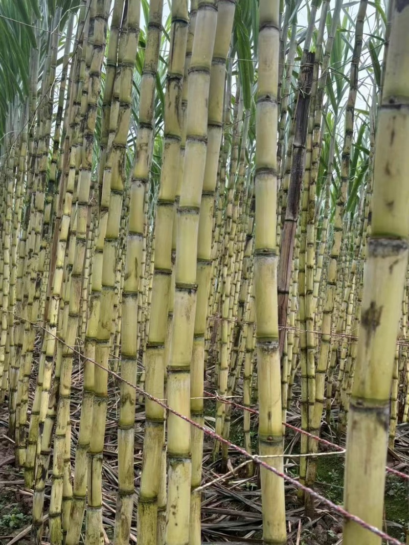 【实力推荐】黄金甘蔗黄皮甘蔗现砍现发云南产地直发可视频