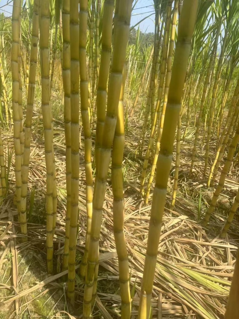 【实力推荐】黄金甘蔗黄皮甘蔗现砍现发云南产地直发可视频