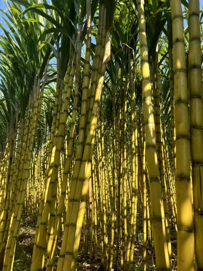 【实力推荐】黄金甘蔗黄皮甘蔗现砍现发云南产地直发可视频