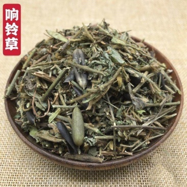 中药材响铃草铃铃草