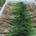当年新韭菜根下来了，需要的老板联系