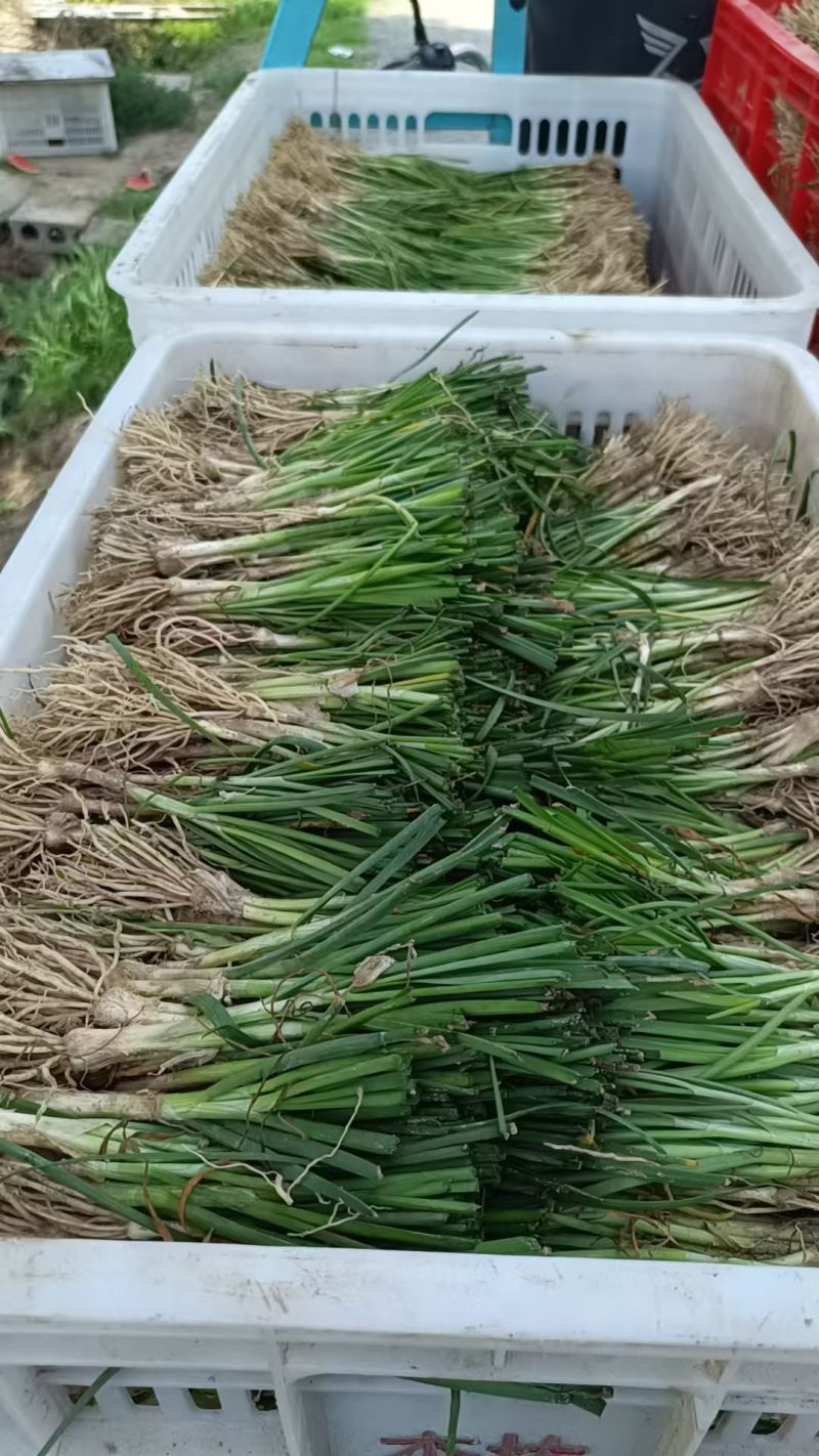 当年新韭菜根下来了，需要的老板联系