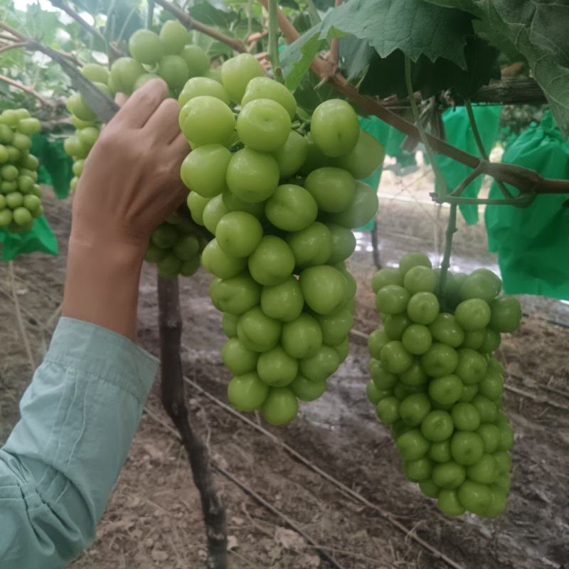 供应阳光玫瑰
