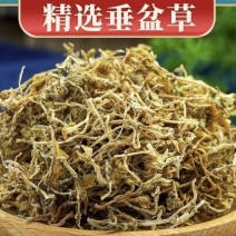 垂盆草新货垂盆草干净无硫批发零售量大从优