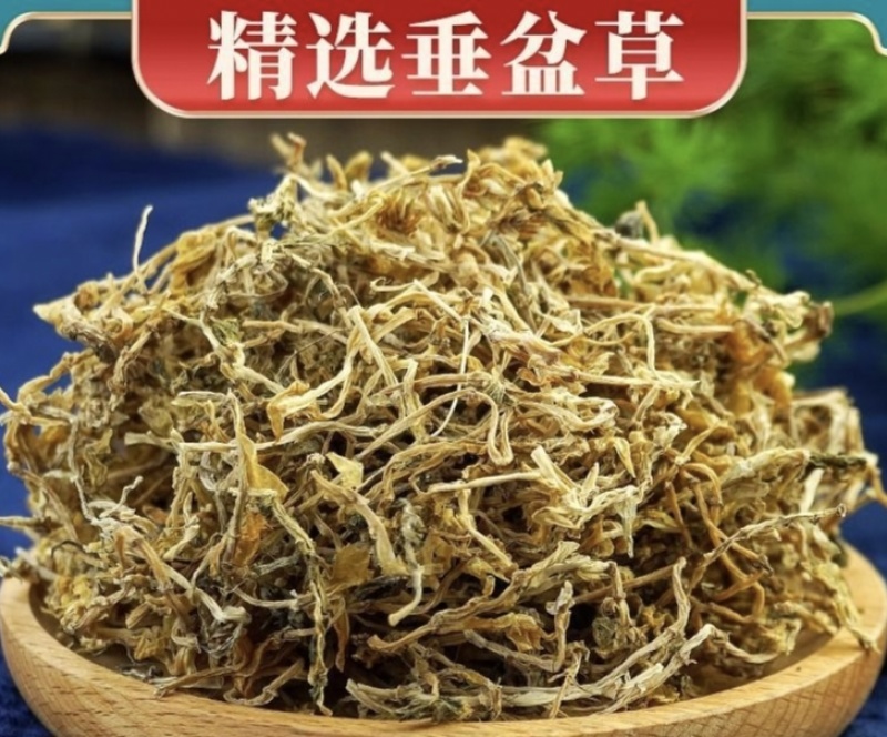 垂盆草新货垂盆草干净无硫批发零售量大从优