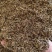 垂盆草新货垂盆草干净无硫批发零售量大从优