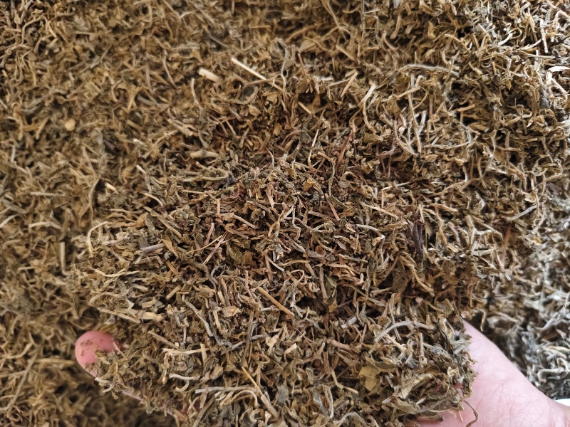 垂盆草新货垂盆草干净无硫批发零售量大从优