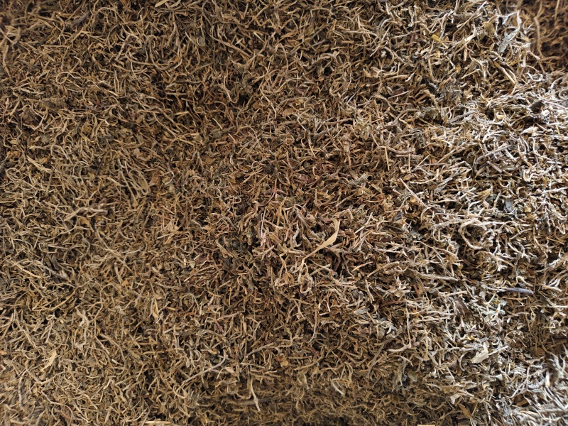 垂盆草新货垂盆草干净无硫批发零售量大从优