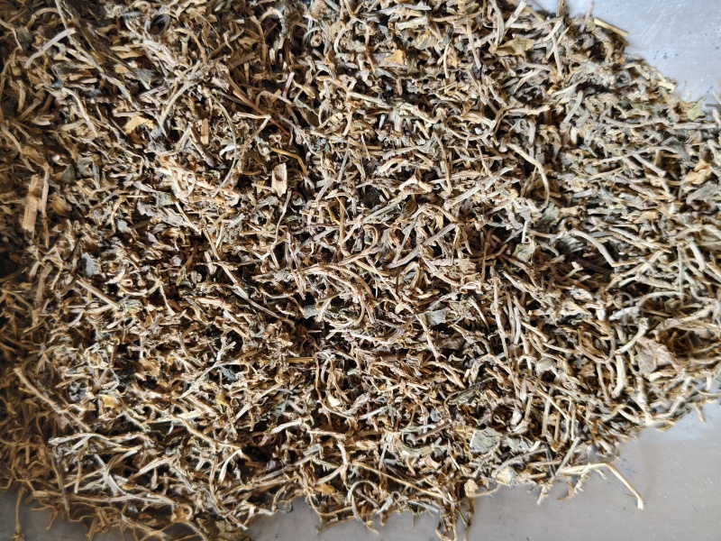 垂盆草新货垂盆草干净无硫批发零售量大从优