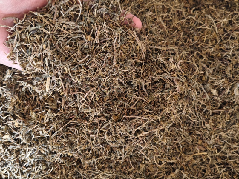 垂盆草新货垂盆草干净无硫批发零售量大从优