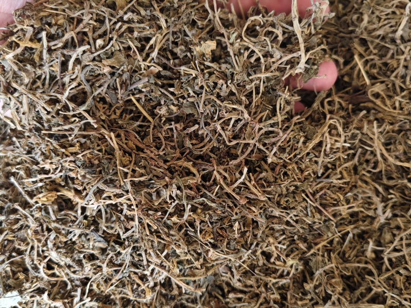 垂盆草新货垂盆草干净无硫批发零售量大从优