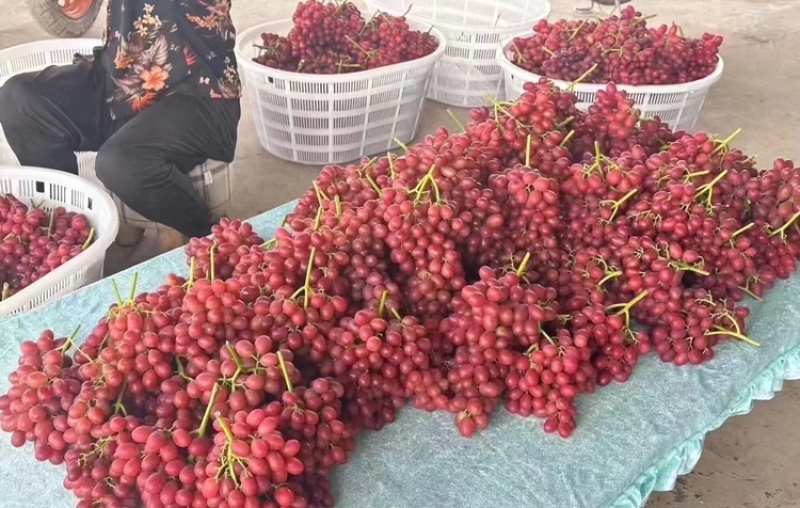 【优质红提】陕西红提基地直发供应全国市场电商商超