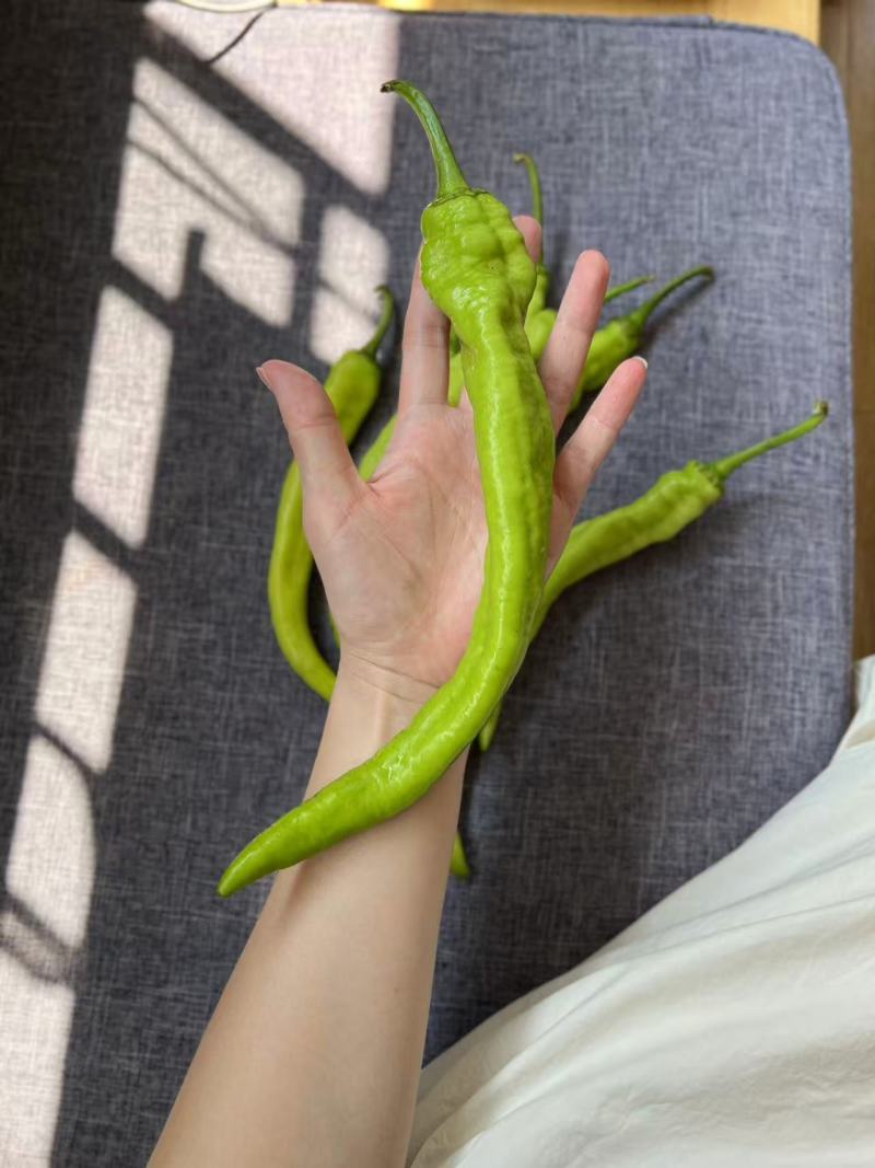 辣椒味道好零农残留健身食材